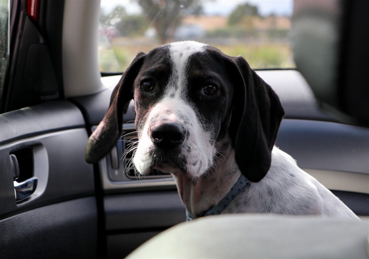 Kutya az autóban - Az utazási betegség gyakoribb kölyköknél és fiatal kutyáknál